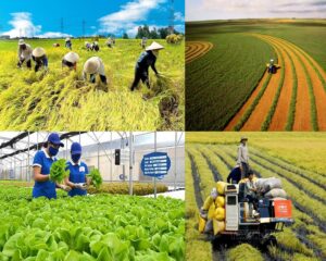 doanh nghiệp nông nghiệp Việt